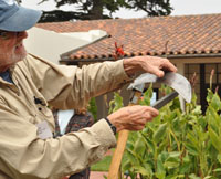 Ken Moore demonstrates how to sharpen a scythe.