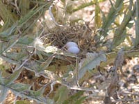 Bird nest in artichoke thistle