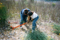 Removing Spanish broom along the American River Parkway, Sacramento