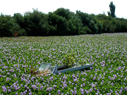 Boat in water hyacinth