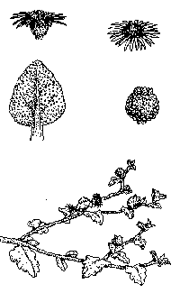 mesembryanthemum-illus
