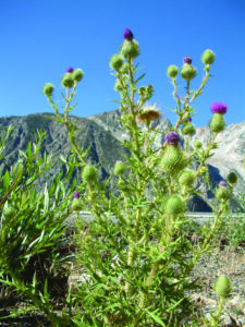 Bull thistle (Cirsium vulgare) invades Tioga Pass in Yosemite National Park Photo courtesy Bob Case