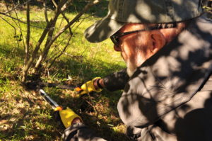 Managing invasive acacia in the Zayante Sand Hills