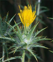 Carthamus lanatus, or woolly distaff thistle