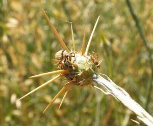 The hairy weevil (Eustenopus villosus) is a biocontrol agent used on yellow starthistle (Centaurea sostitialis. Photo by Kathleen Jones