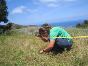 Monitoring plants on Catalina Island. Photo by John Knapp