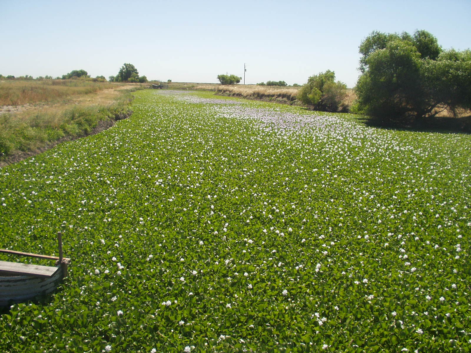 Sobre Plantas Invasivas California Invasive Plant Council Lost World