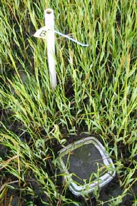 Studying hybrid Spartina in San Francisco Bay. Photo by Elizabeth Brusati