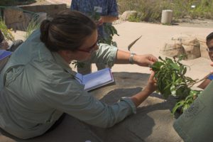 Cal-IPC Field course training weed demonstration