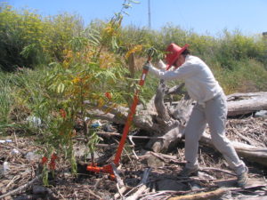 Weed wrenching red sesbania. Photo courtesy Solano Resource Conservation District