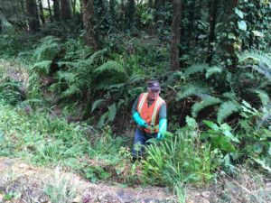 knotweed treatment Trinidad
