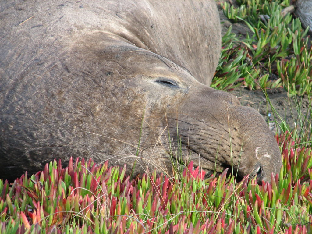 Ice Plant and Seal Point Reyes National Seashore Sue Mace