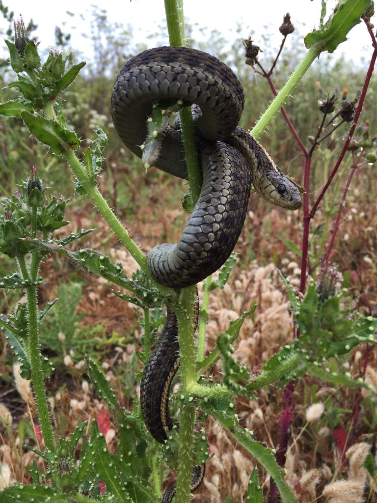 Life in the Oxtongue Shawn Dardenelle Helminthotheca echioides