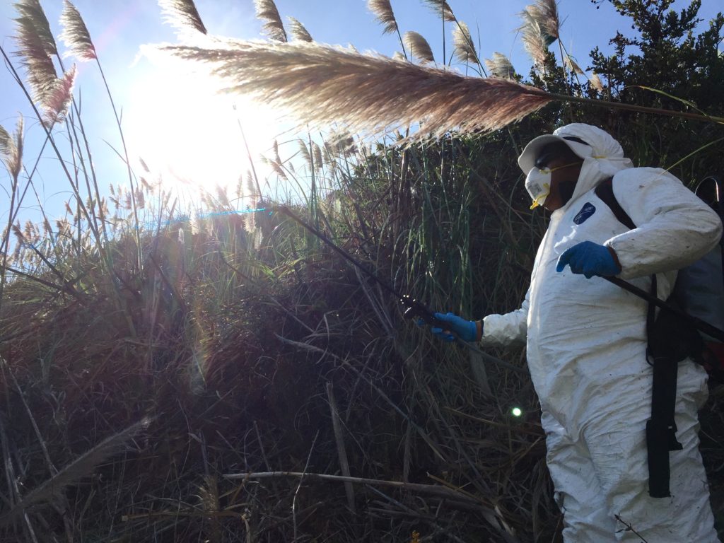 One backpack at a time Cortaderia jubata Shawn Dardenelle