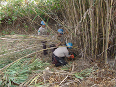 Arundo