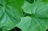 Cape ivy at Point Reyes National Seashore.