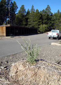 Yellow starthistle growing out of a strawbale.