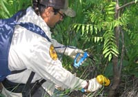 Drill injection of herbicide is one technique to control invasive plants. Photo courtesy Jim Dempsey, CA State Parks