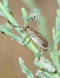 Diorhabda beetle imported to control tamarisk