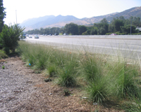 Roadside revegetation