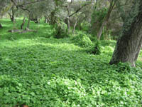 Cape ivy in Live Oak Creek, Fallbrook, CA