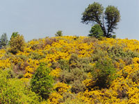 SScotch broom (Cytisus scoparius) in the Sierra foothills