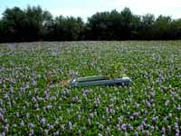 Boat in hyacinth