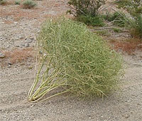 A mobile Brassica tournefortii plant, spreading seeds as it tumbles in the wind