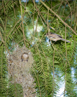 Bushtits on nest