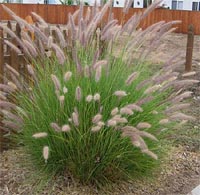 Fountain grass (Pennisetum setaceum) is an invasive plant that was introduced as an ornamental landscaping plant