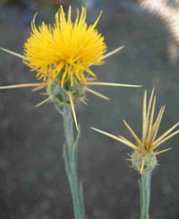 Yellow starthistle (Centaurea solstitialis) flowerheads