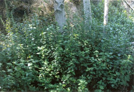 ageratina-large