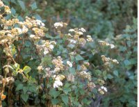 ageratina-small