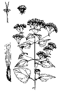 ageratina-illus