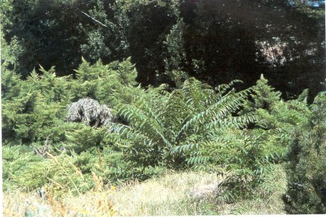 ailanthus-large2