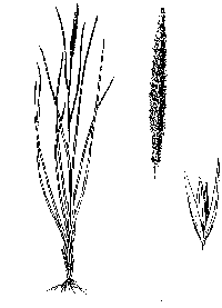 ammophila-illus