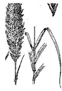 arundo-illus