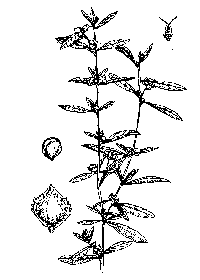 atriplex-illus