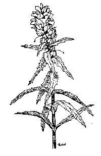 bellardia-illus