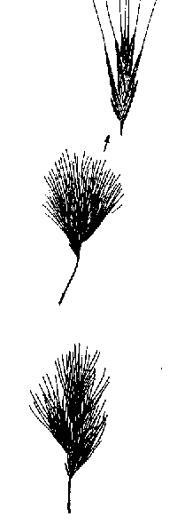 bromus-illus