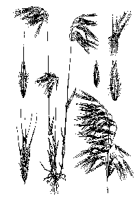 bromus tect-illus