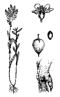 cardaria chal-illus