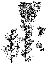 cardaria draba-illus