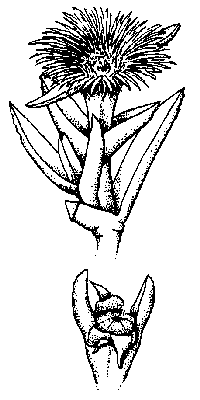 carpobrotus-illus