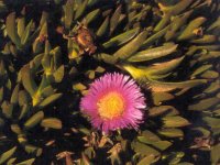 carpobrotus-small2