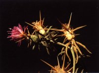 centaurea-cal-small2