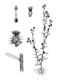 centaurea-mel-illus