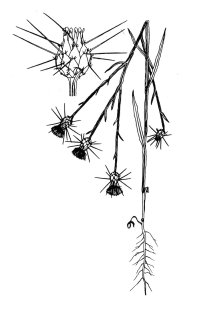 centaurea-sols-illus