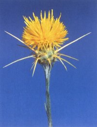 centaurea-sols-small2