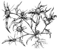 centaurea-calc-illus